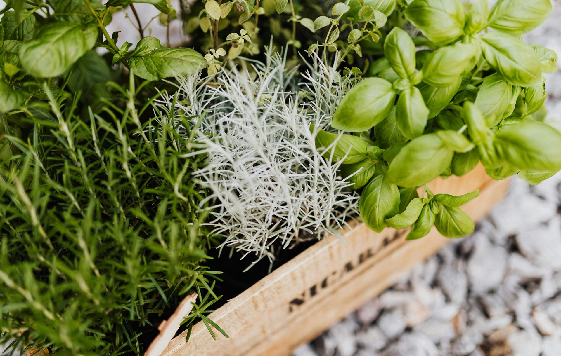 herb 1